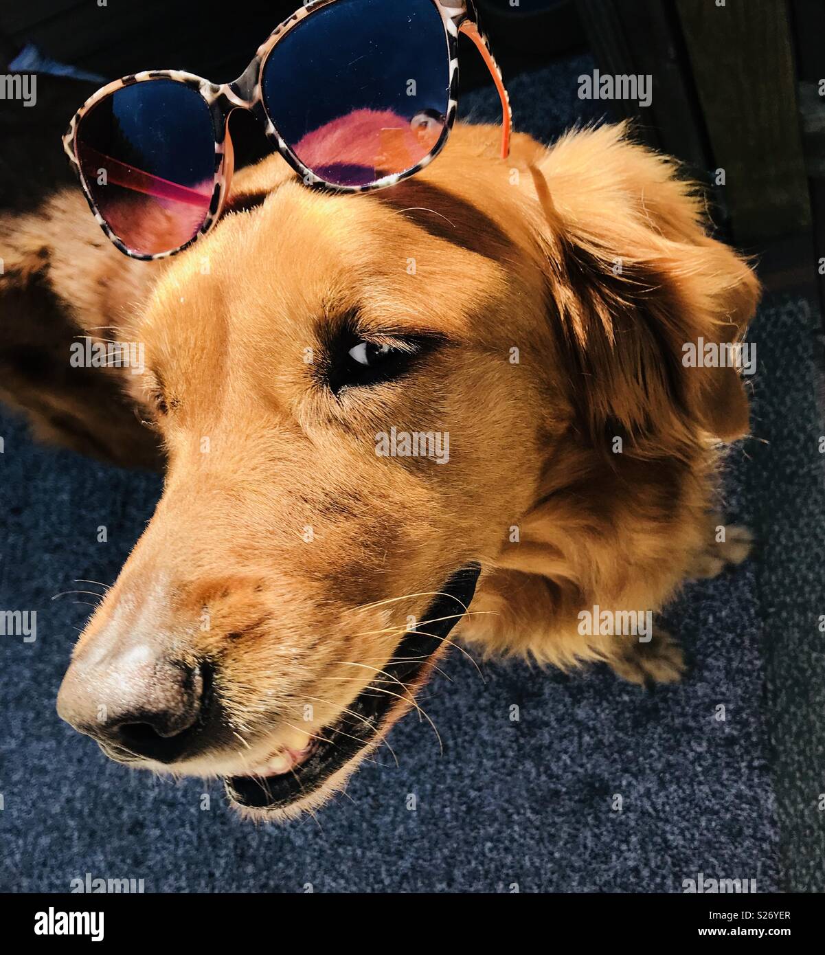 Dog wearing sunglasses on head Stock Photo