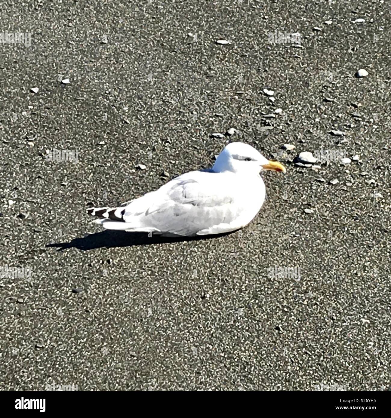 Seagull Ilfracombe - Smartphone Captured Stock Image