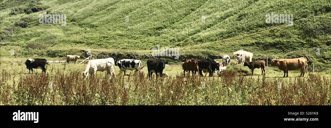 Cattle at duckpool bay - Smartphone Captured Stock Image
