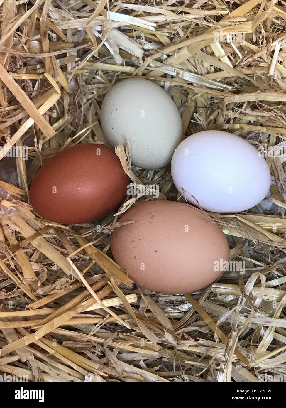 Home Laid is Best! Eggs in straw in nest box Stock Photo