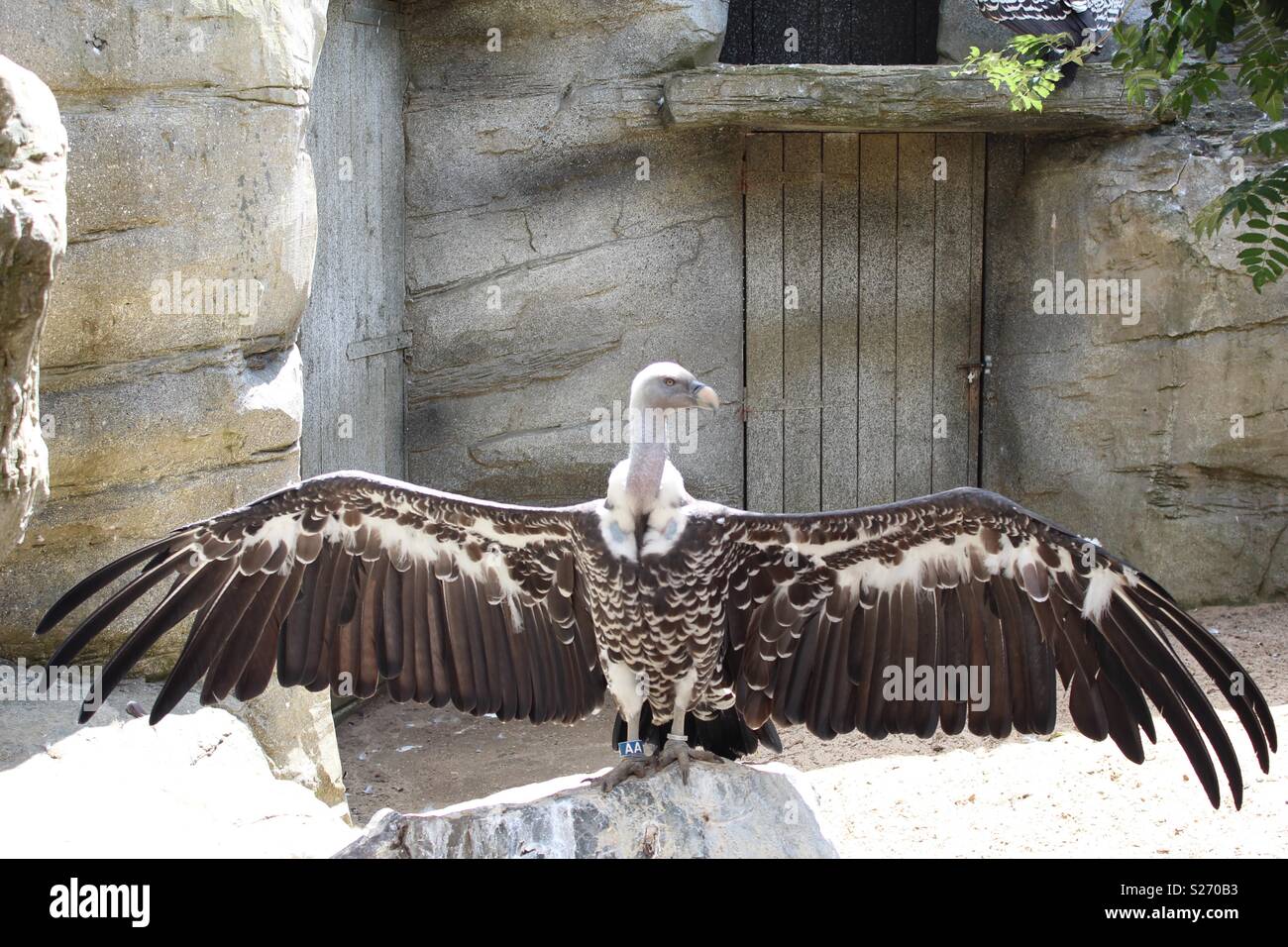 Wingspan hires stock photography and images Alamy