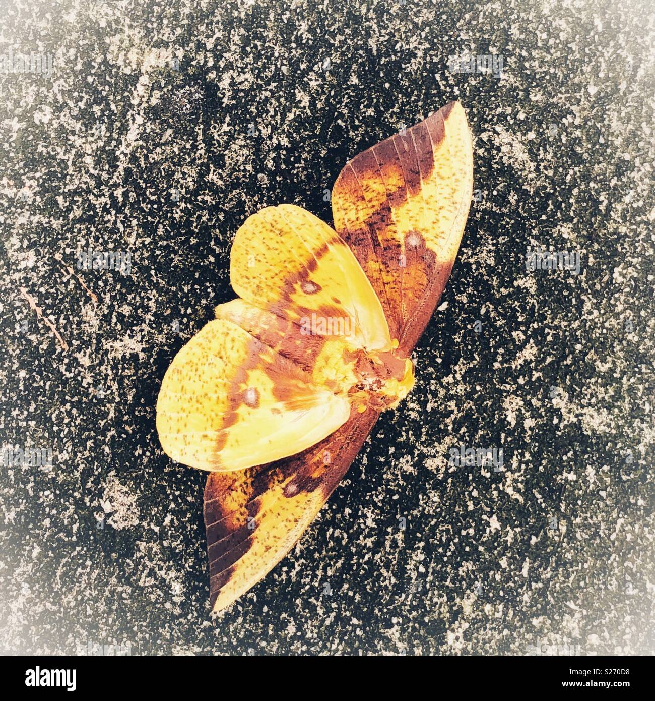 Imperial Moth - Smartphone Captured Stock Image