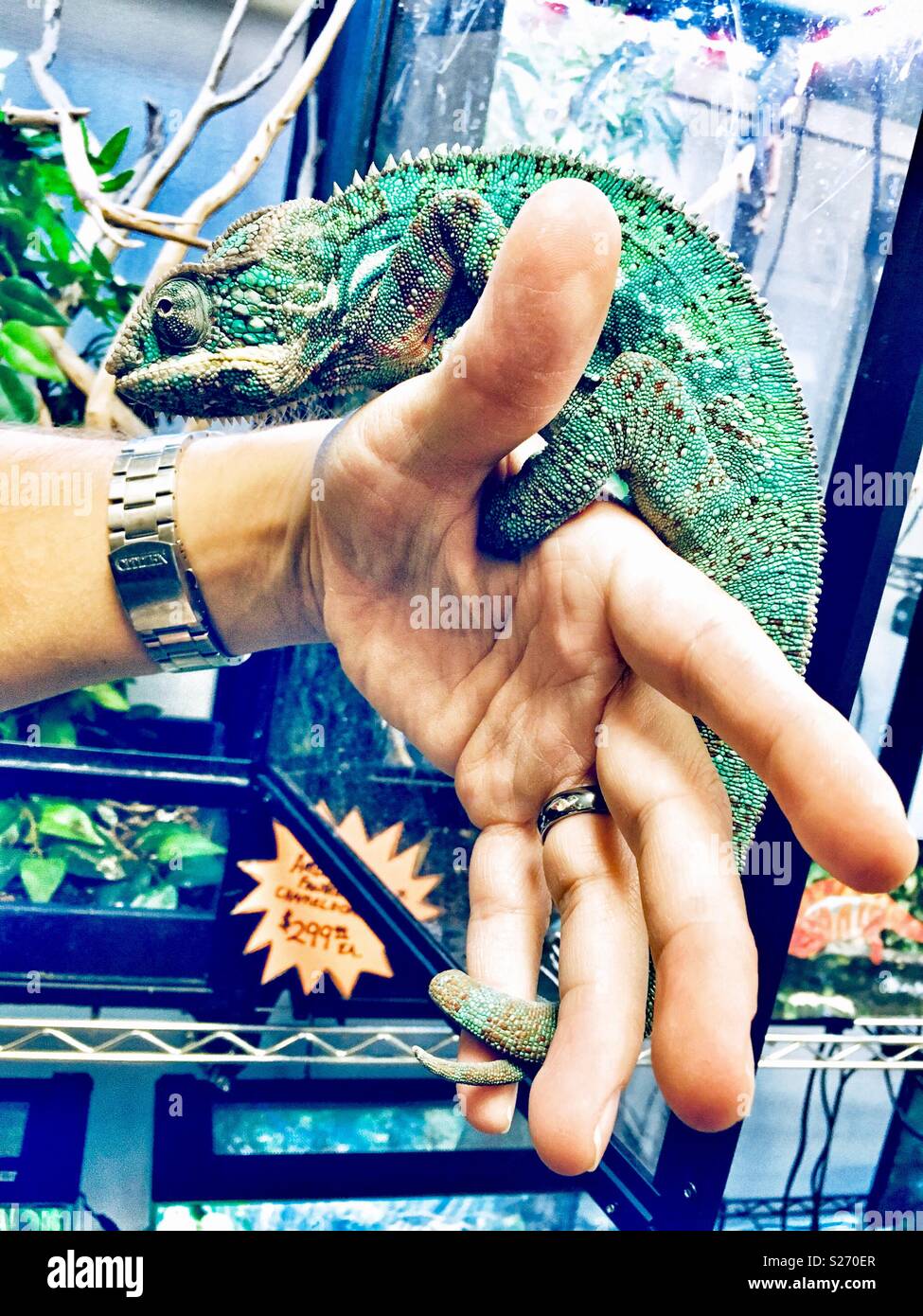 Ambilobe panther chameleon on man’s hand Stock Photo