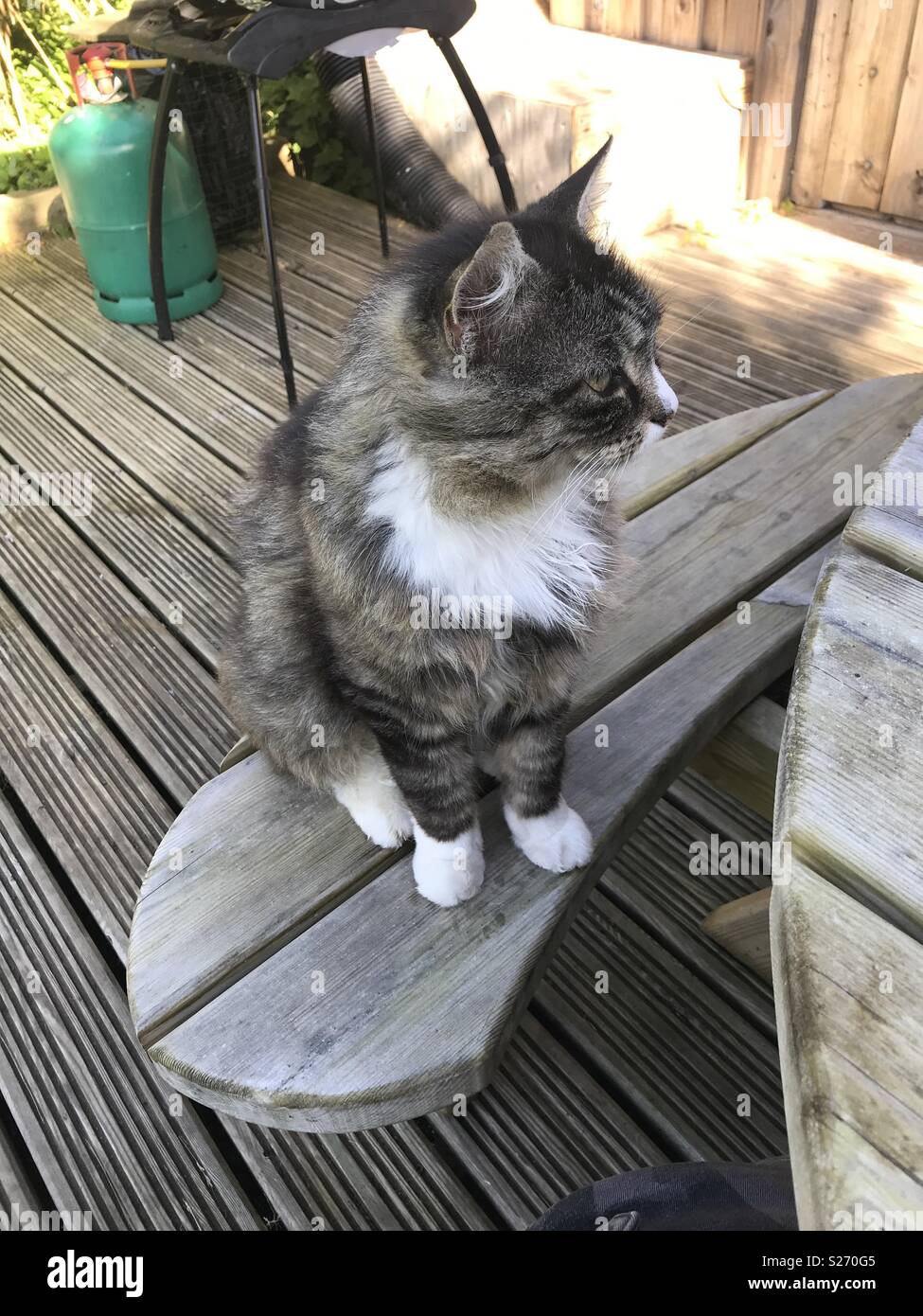 Morning visitor camping in Bude. - Smartphone Captured Stock Image