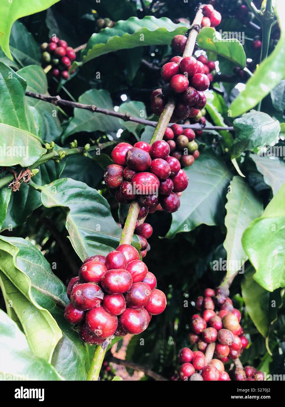 Coffee tree / bush with ripe red coffee cherries ready for harvesting in the mountains of Vietnam Asia Stock Photo