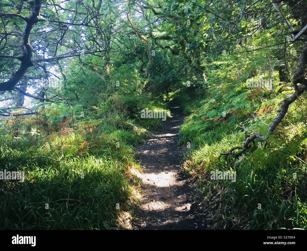 Welsh coastal path between Saundersfoot and Tenby pembrokeshire Stock