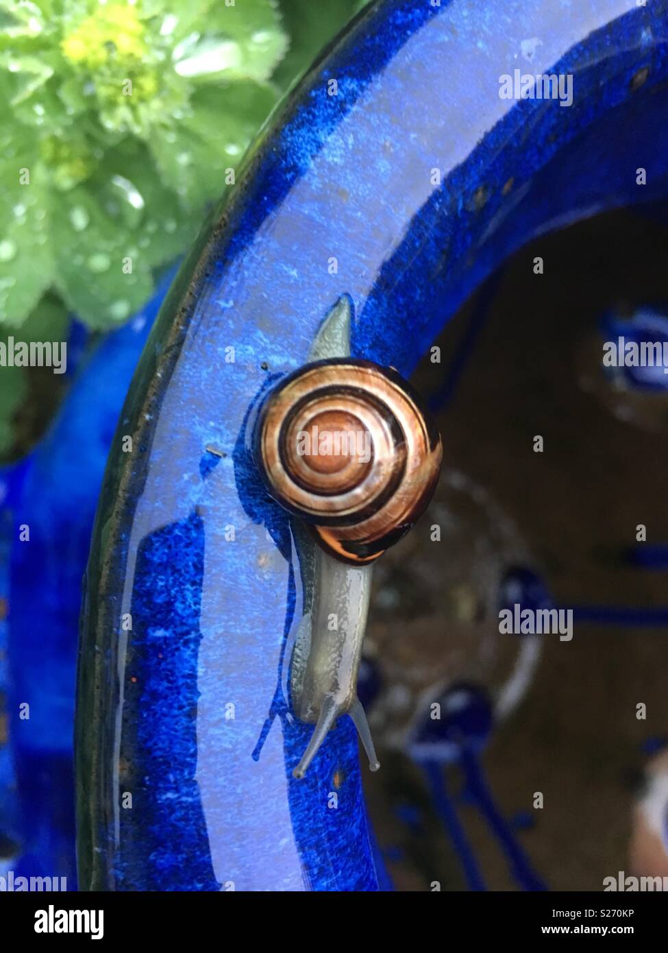 Wet snail on wet plant hires stock photography and images Alamy