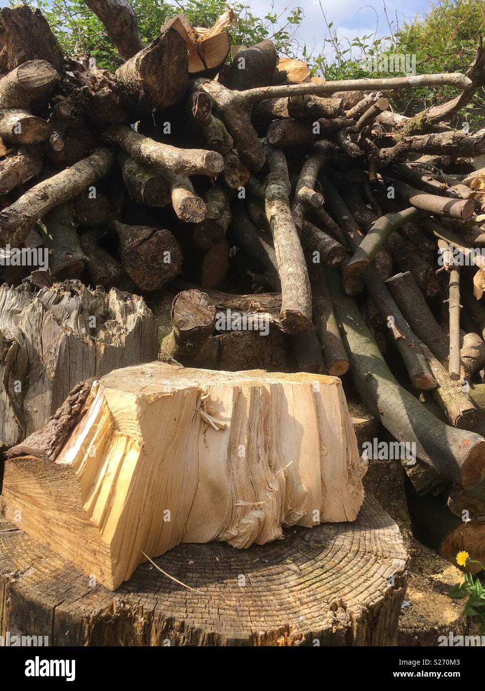 Woodman’s block and wood pile Stock Photo Alamy