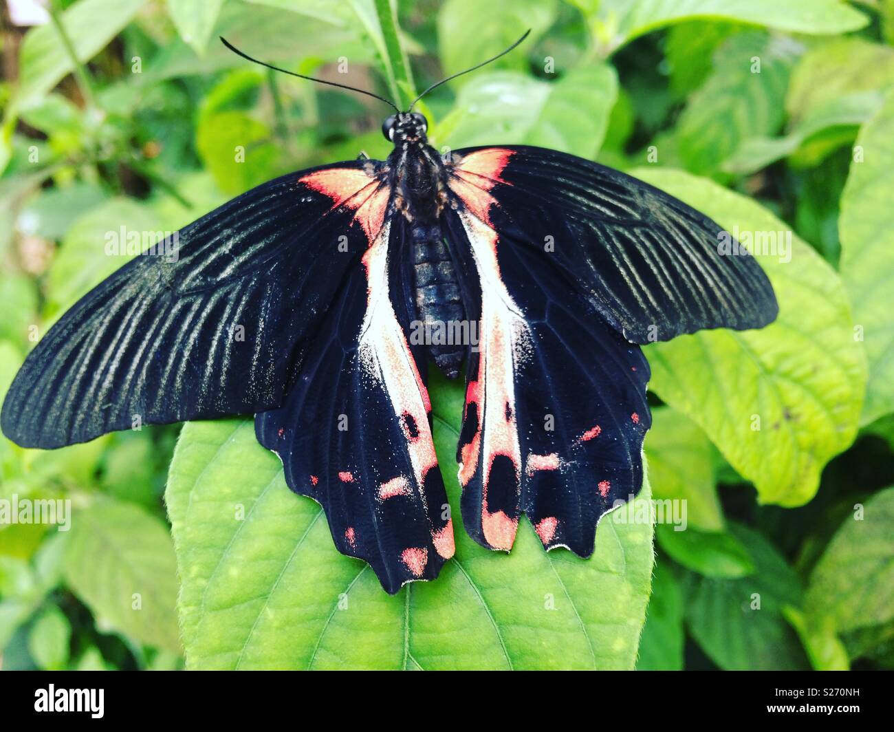 Black and red butterfly Stock Photo Alamy
