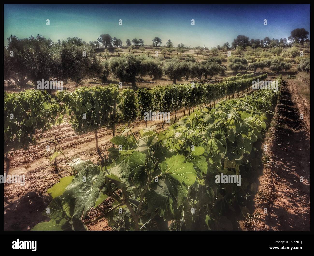 Early morning light in the vineyard, Catalonia, Spain. - Smartphone Captured Stock Image