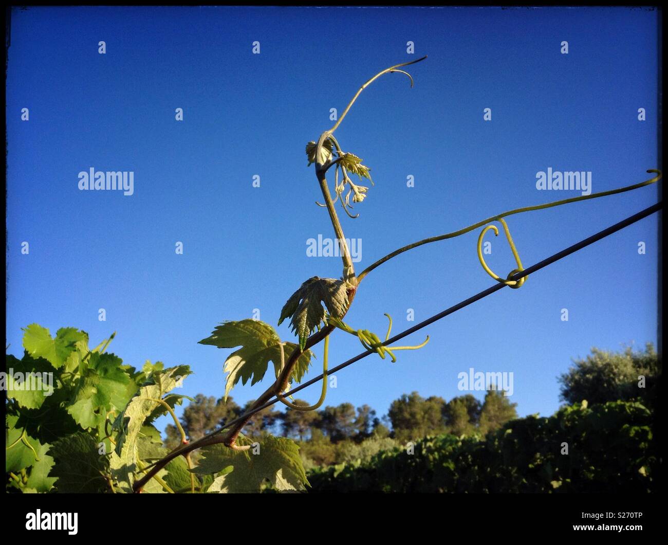 Early morning light on a shoot-tip in the vineyard, Catalonia, Spain. - Smartphone Captured Stock Image
