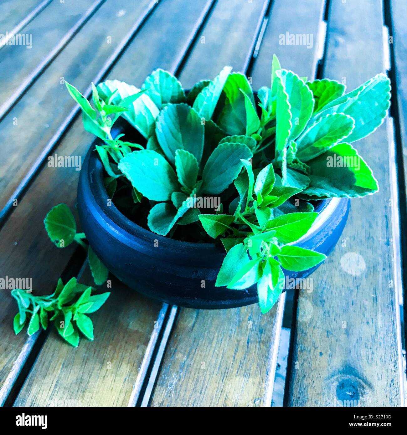 Herbs in a small dark terracotta pot on a wooden table in dark blue tint Stock Photo