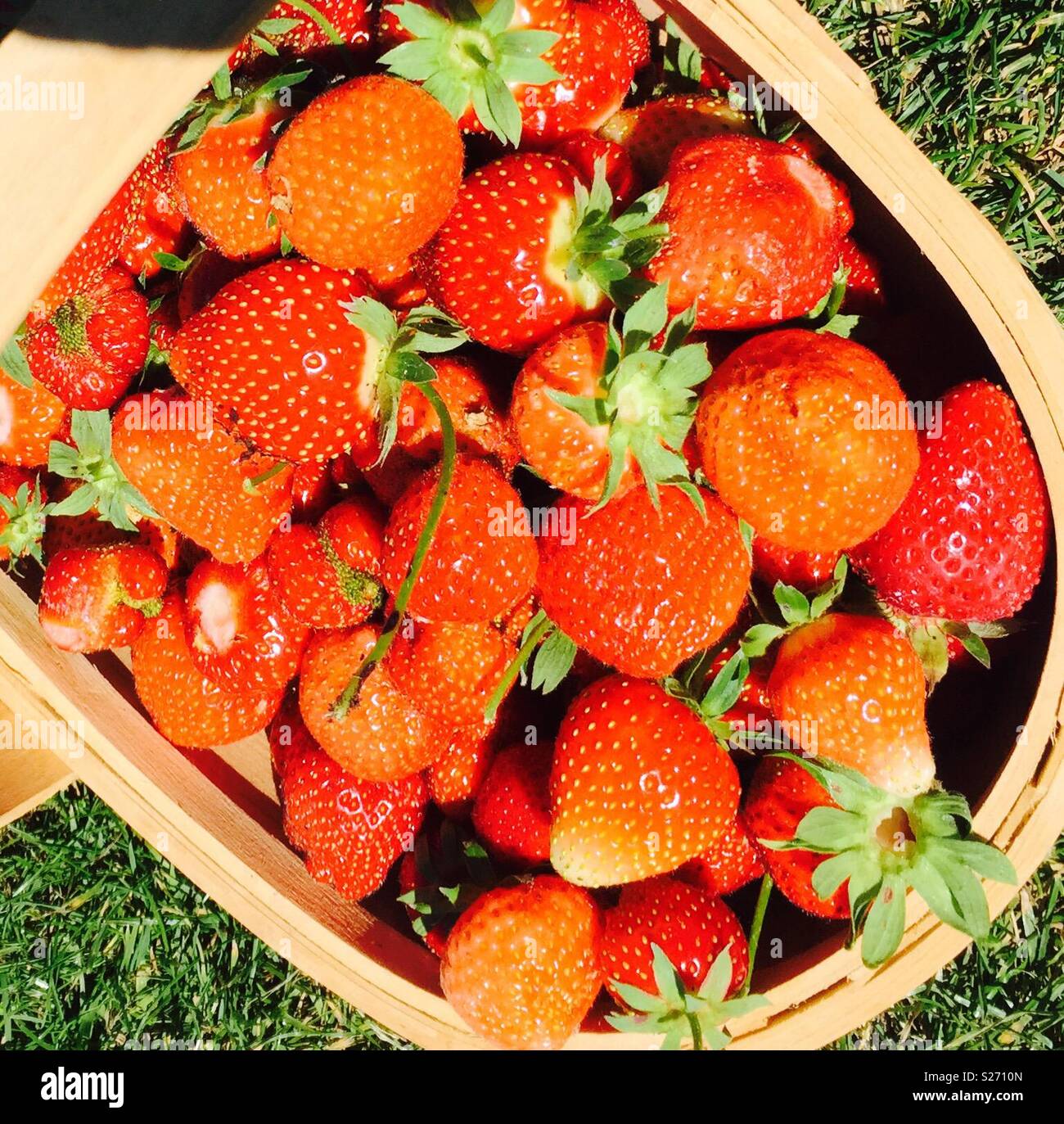 of strawberries hires stock photography and images Alamy