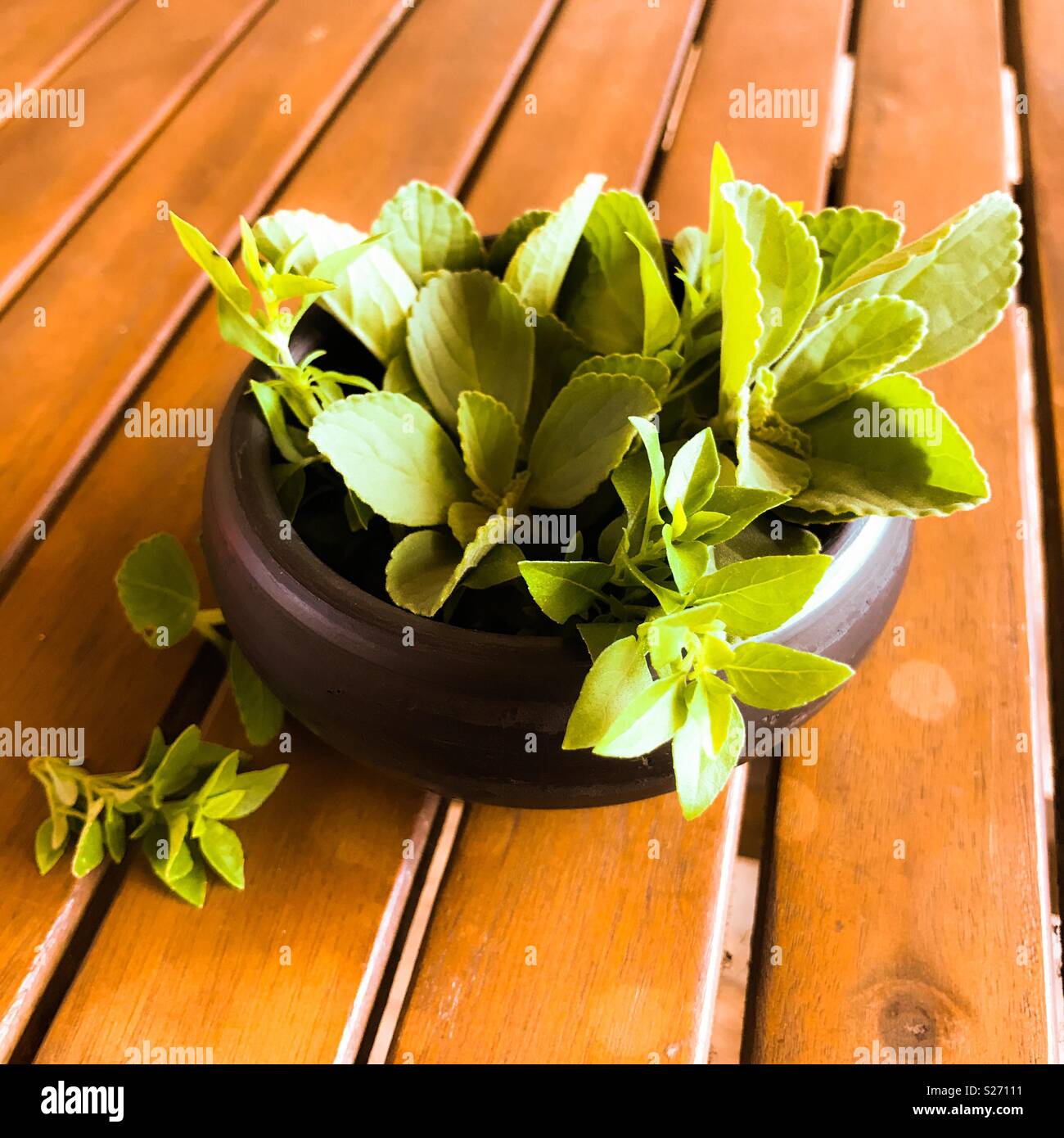 Herbs in a small terracotta pot on a wooden table with warm yellow tint - Smartphone Captured Stock Image