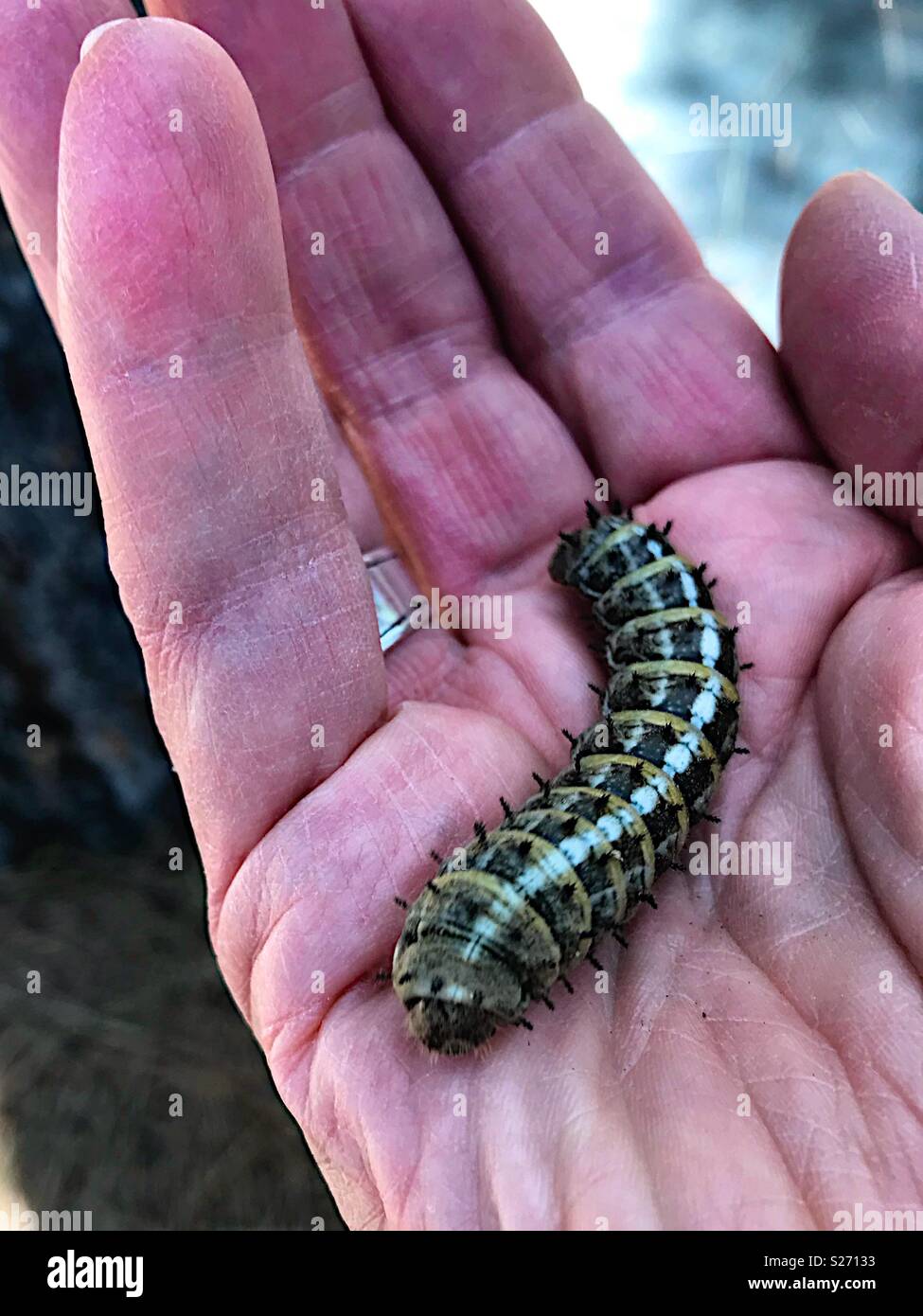 Large caterpillar in a man’s hand Stock Photo