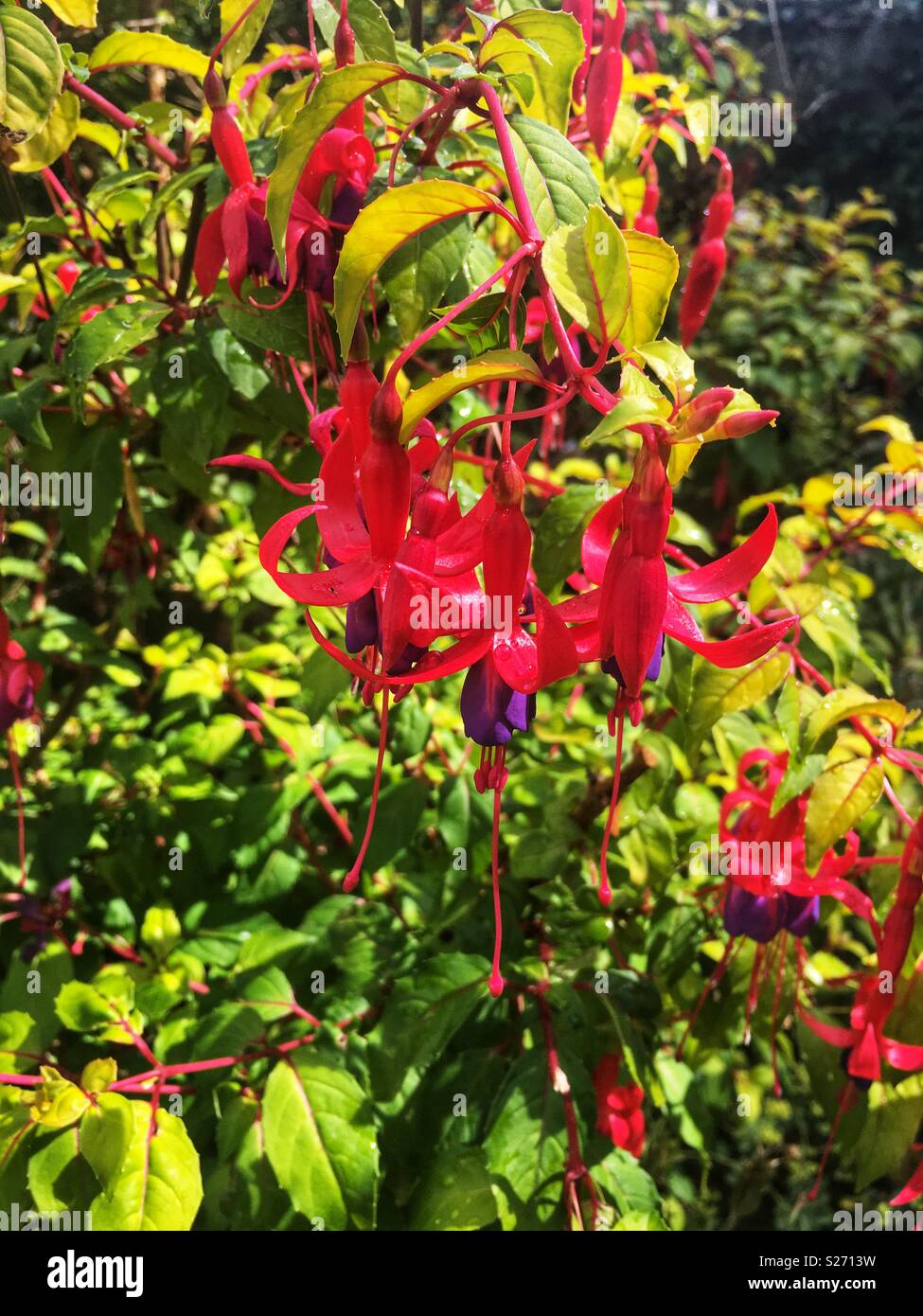 Dancing lady flowers Stock Photo