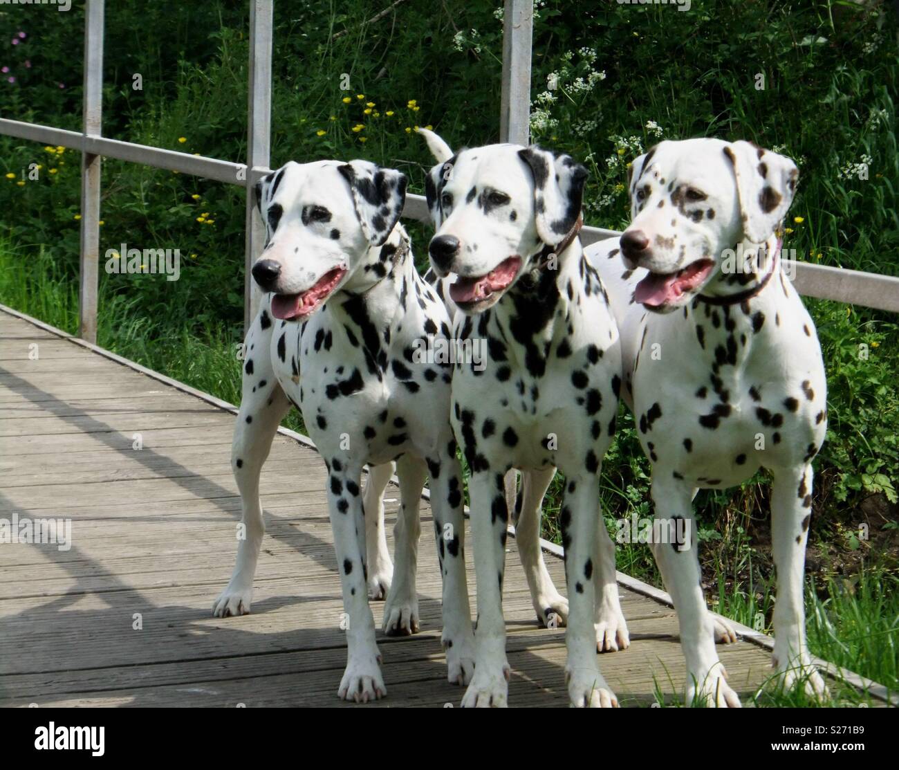 dalmatian family dog