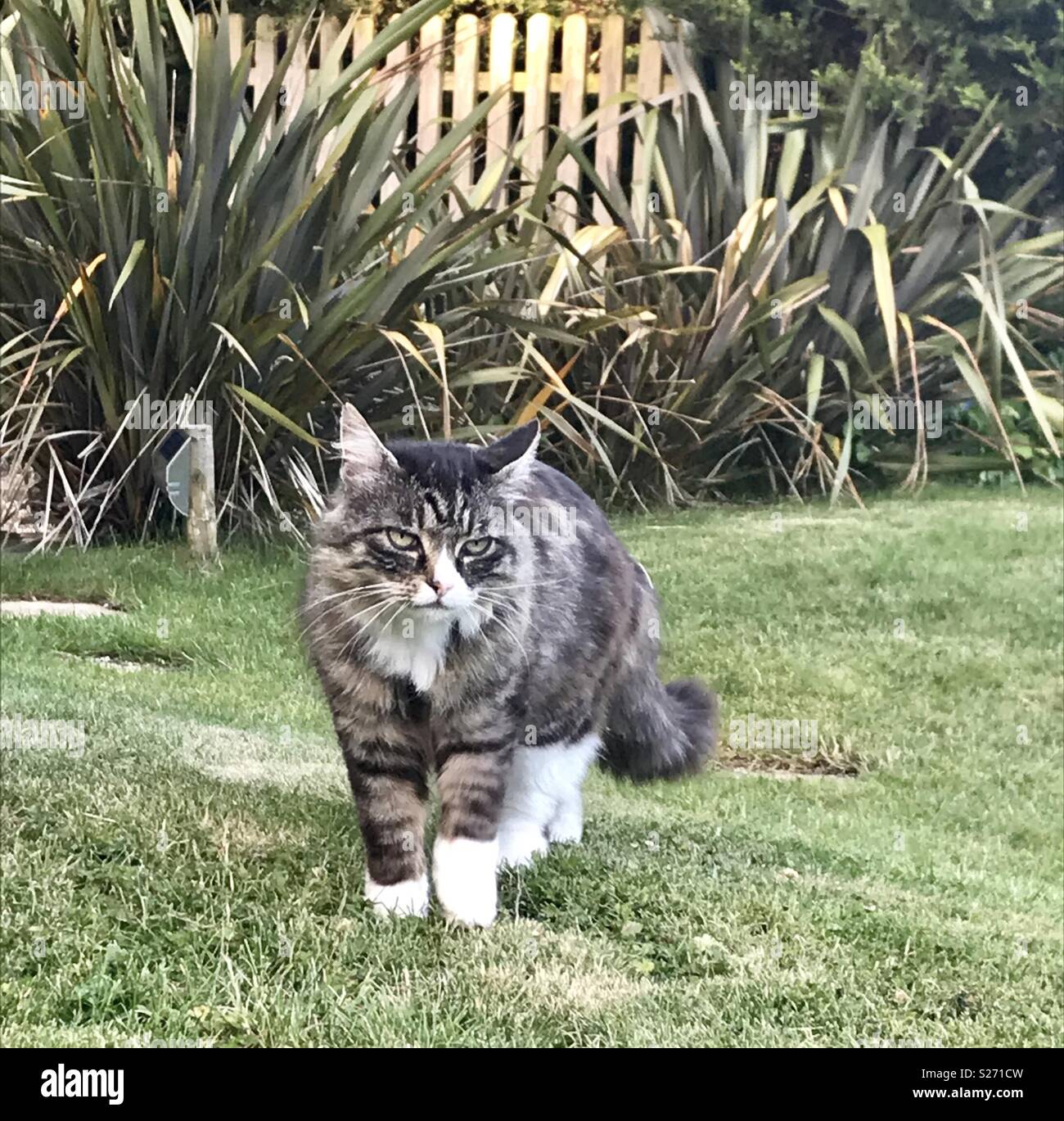 Cat on the prowl Atlantic farm - Smartphone Captured Stock Image