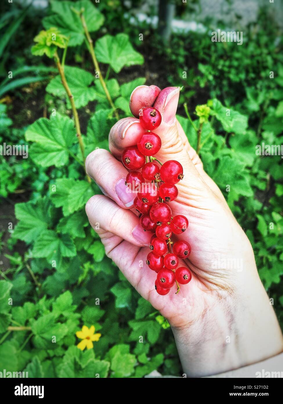 Harvest, red currant in a hand Stock Photo