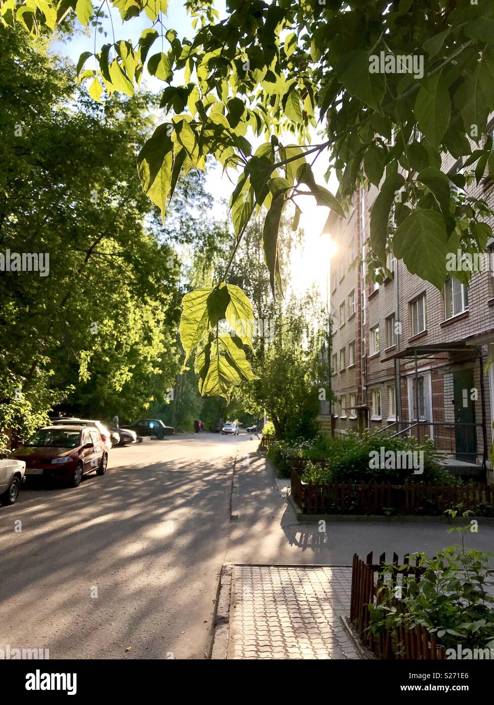 Leaves green sunny trees hi-res stock photography and images - Alamy