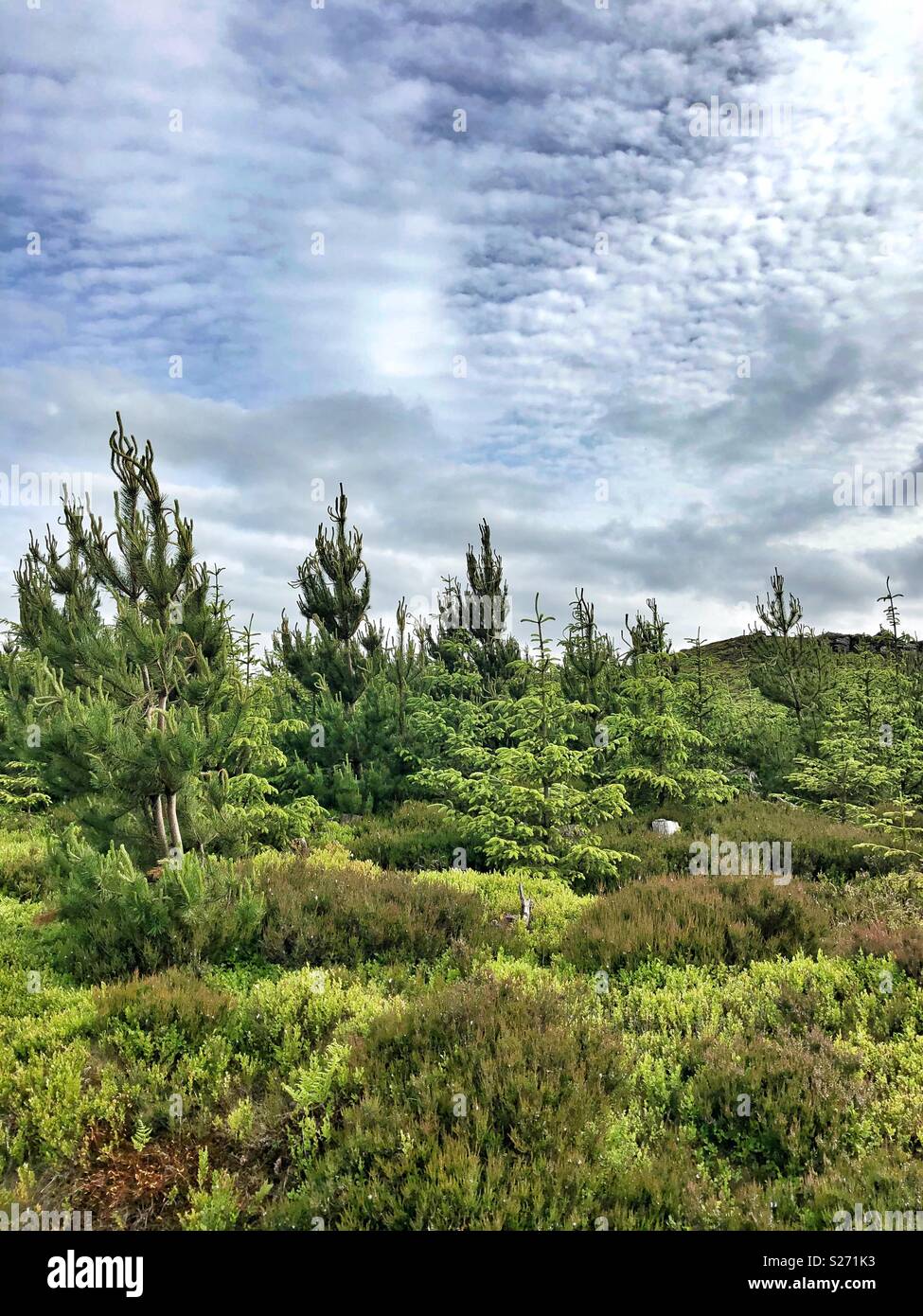 Trees and woodland walks hi-res stock photography and images - Alamy