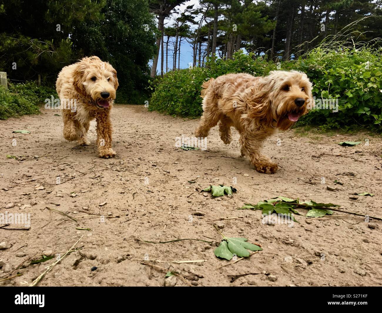 Two Cockapoos High Resolution Stock Photography and Images - Alamy