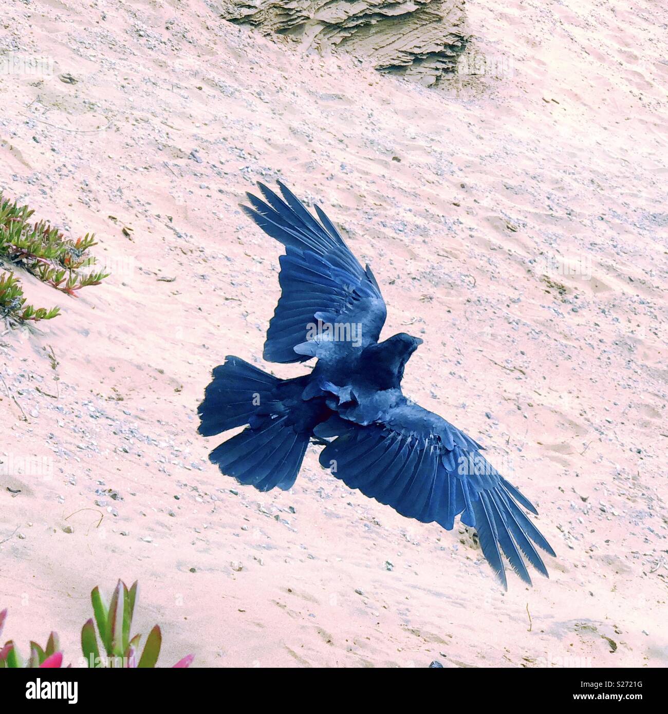 Beautiful Blue Raven glides effortlessly aloft a sandy California coastal cliff high above the golden Pacific beaches. Stock Photo