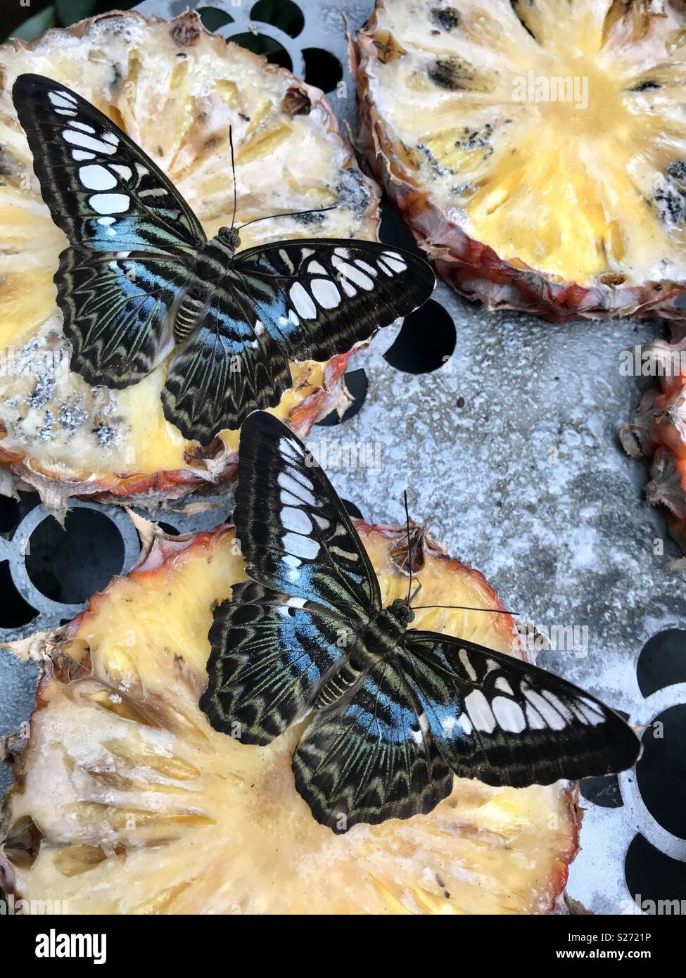 Pineapple and butterfly hires stock photography and images Alamy