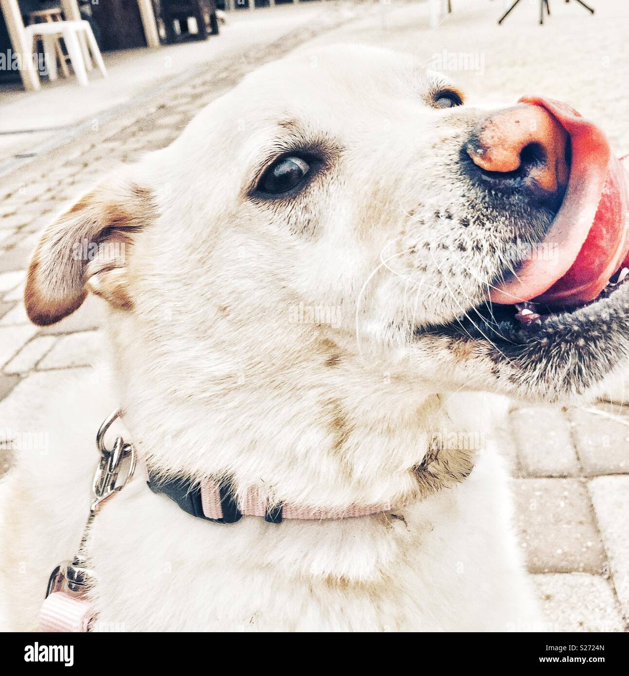 White dog licking nose Stock Photo Alamy