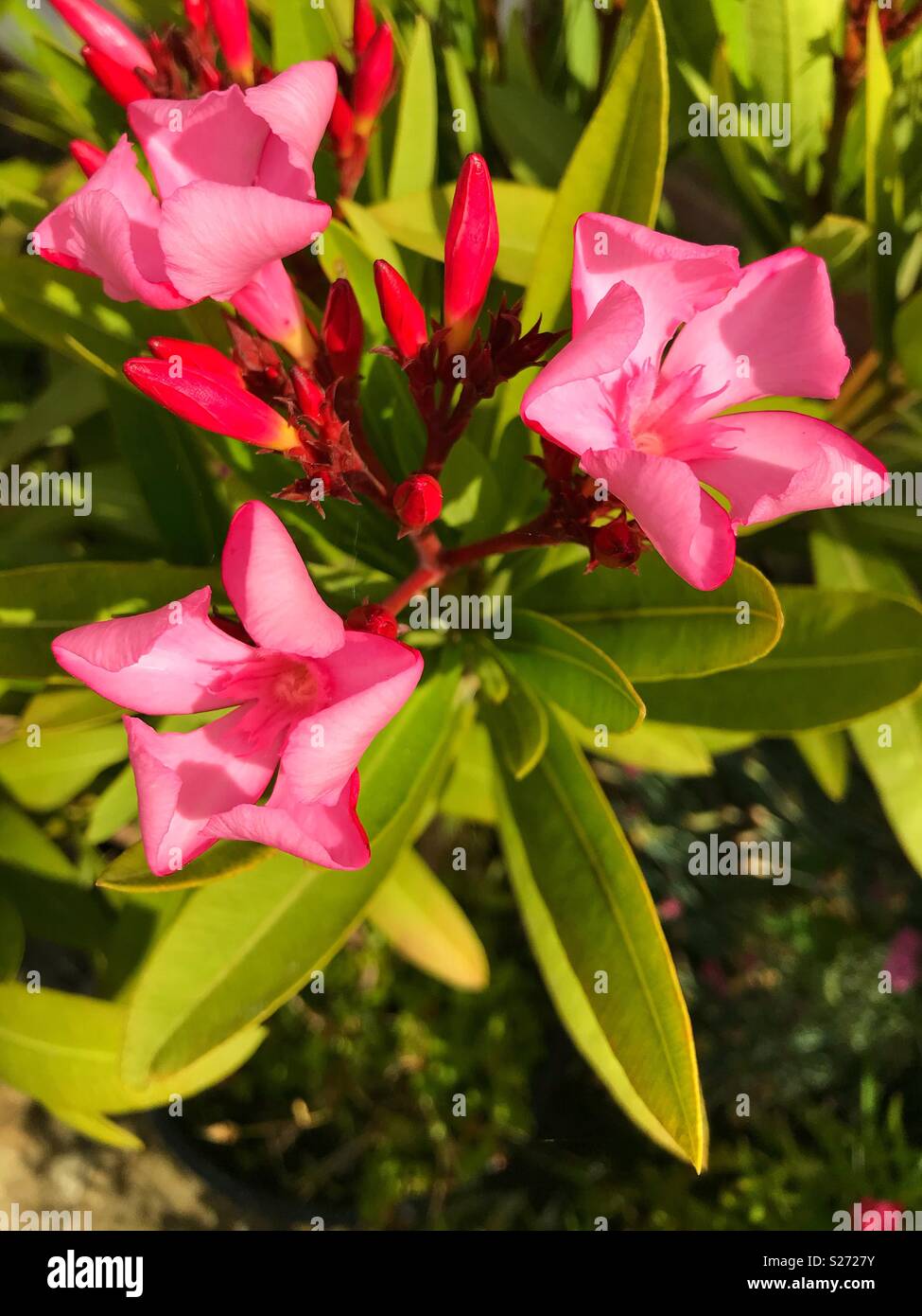 Pink Nerium oleander Stock Photo