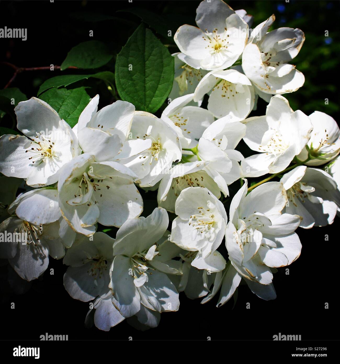 Close up of false Jasmine mock orange white flowers Stock Photo