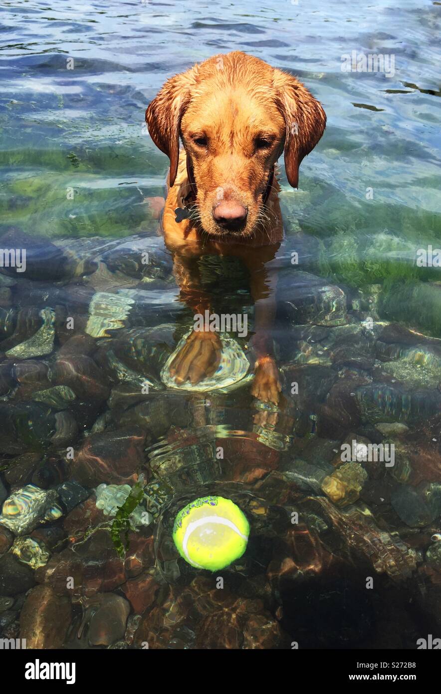 A Labrador retriever dog fetching a tennis ball in the ocean Stock Photo
