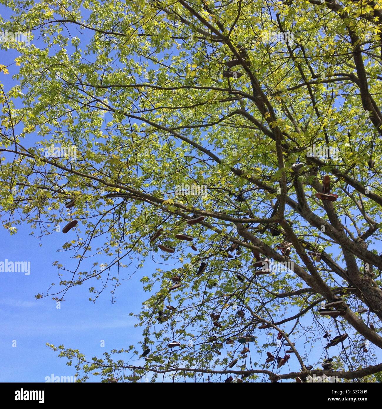 Shoes hanging from a tree on College Green in Bristol, UK - Smartphone Captured Stock Image