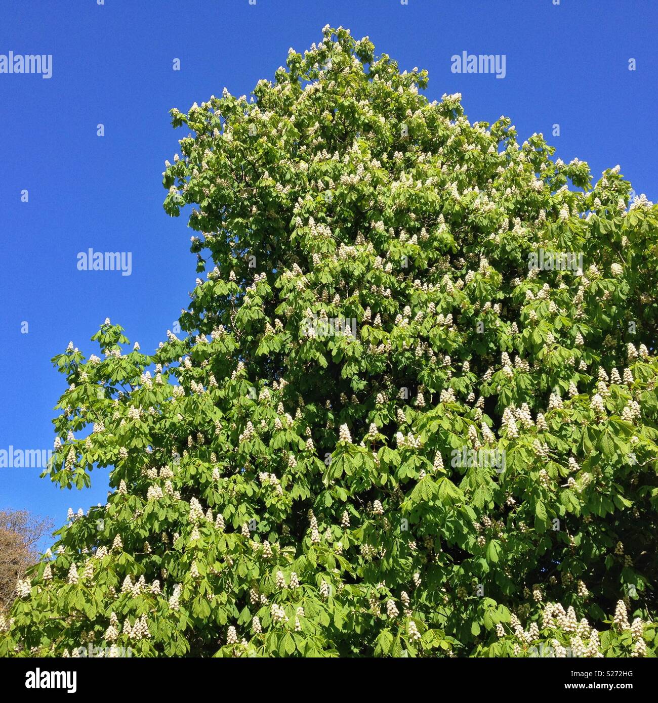 A horse chestnut tree in bloom - Smartphone Captured Stock Image