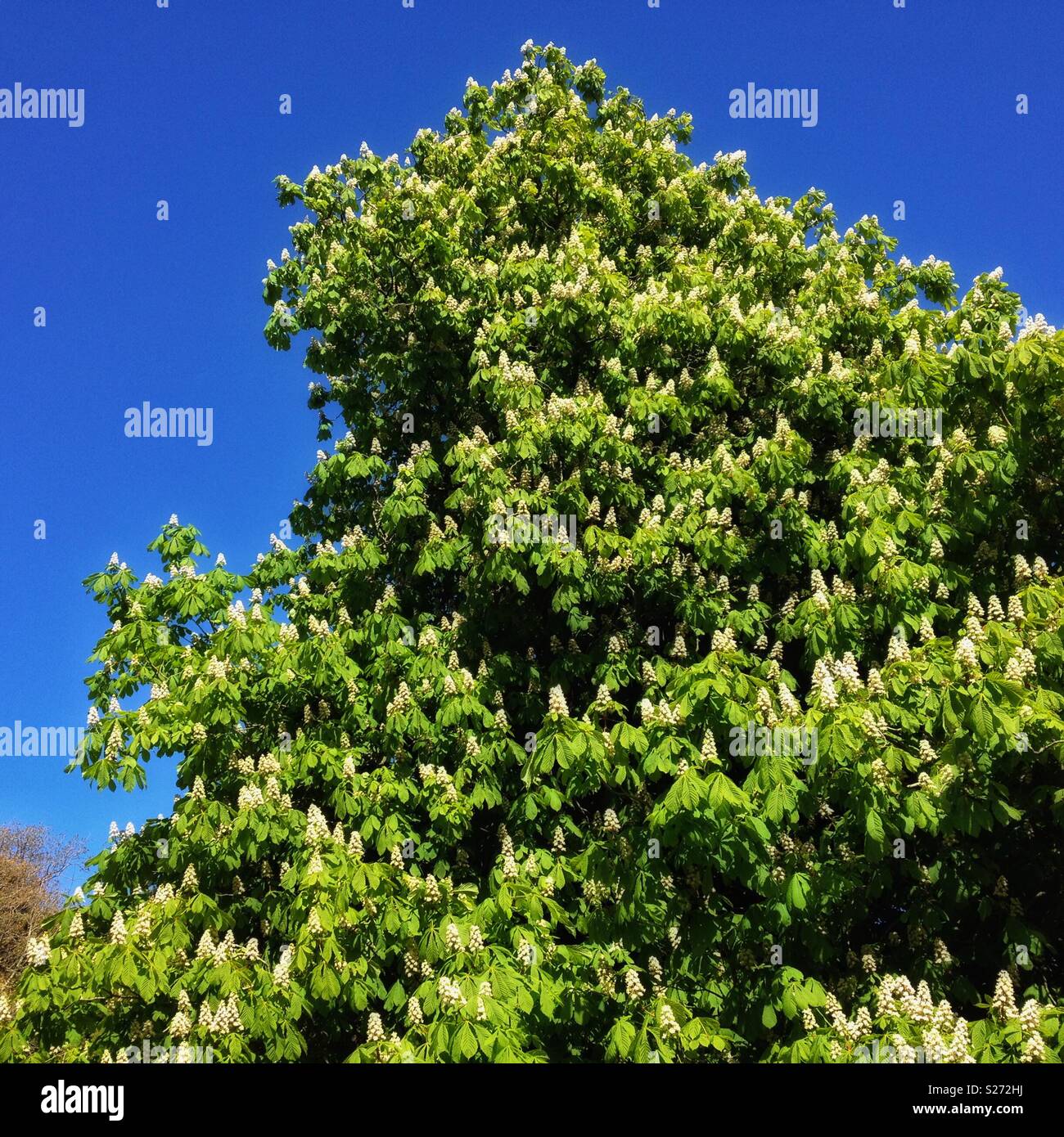 A horse chestnut tree in bloom - Smartphone Captured Stock Image