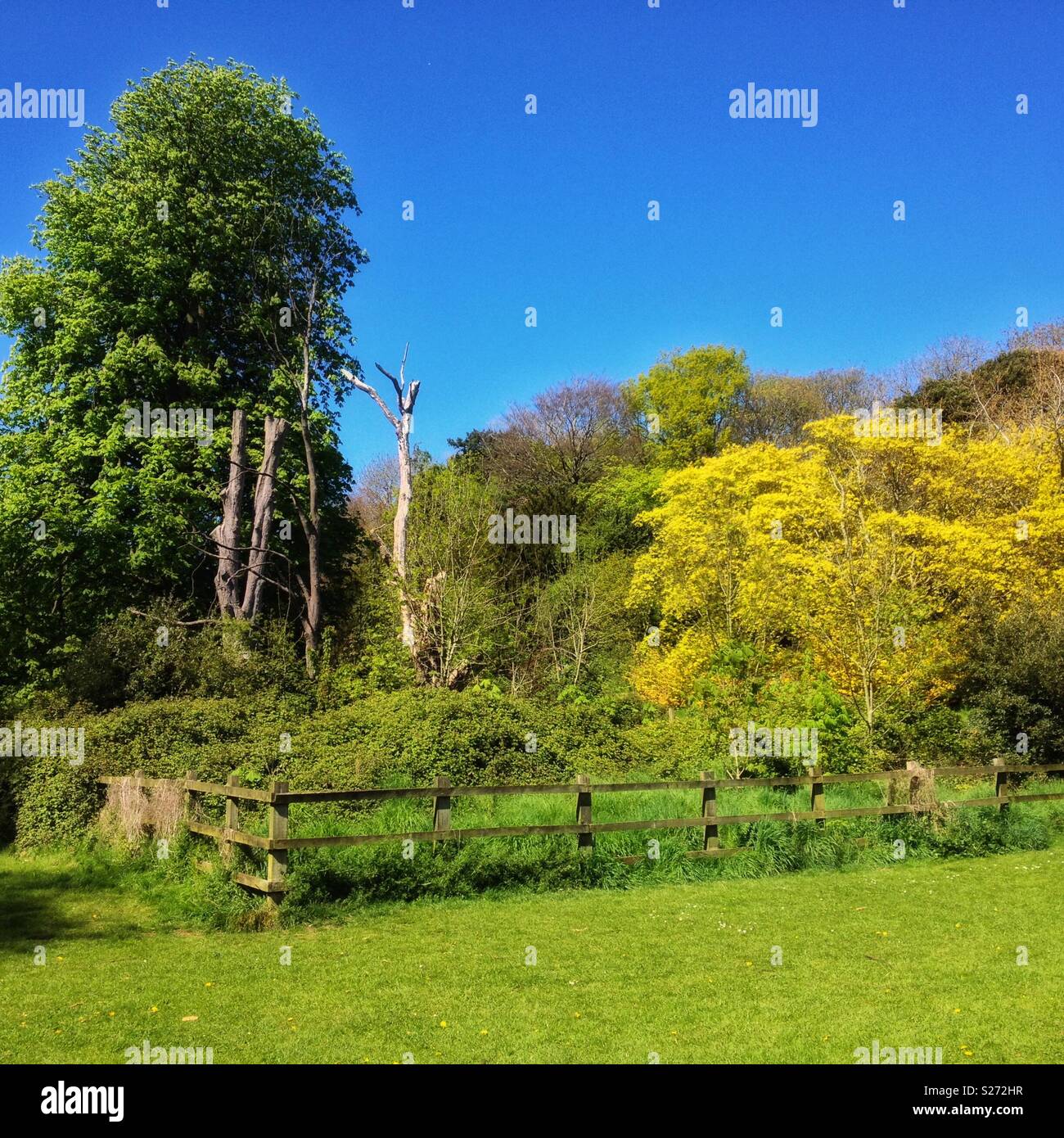 Trees in Park, WestonsuperMare, UK Stock Photo Alamy
