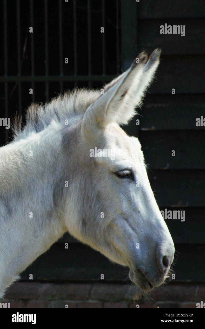 White donkey Stock Photo Alamy