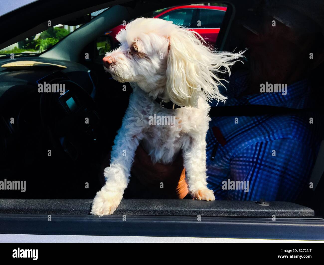 The wind in my hair. A pet dog sticking out of the driver-side window enjoys the breeze, Canada. Stock Photo