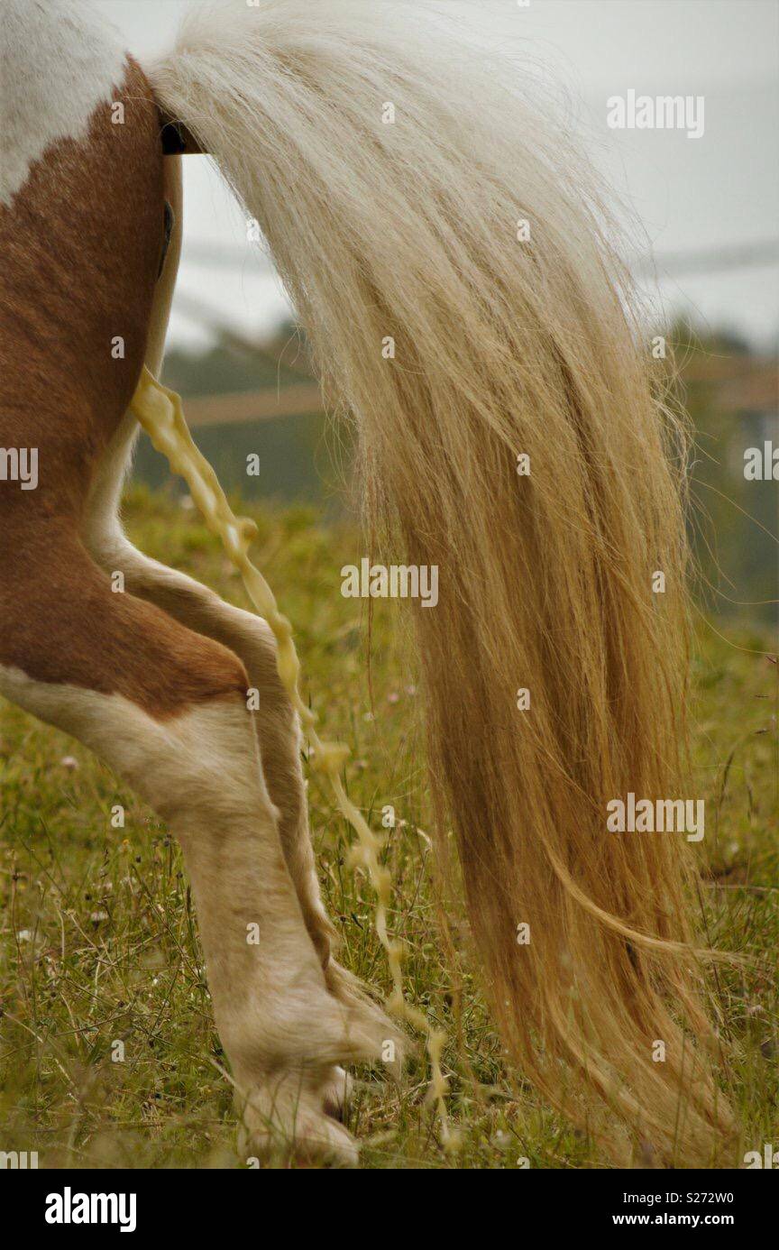 Horse going wee Stock Photo Alamy