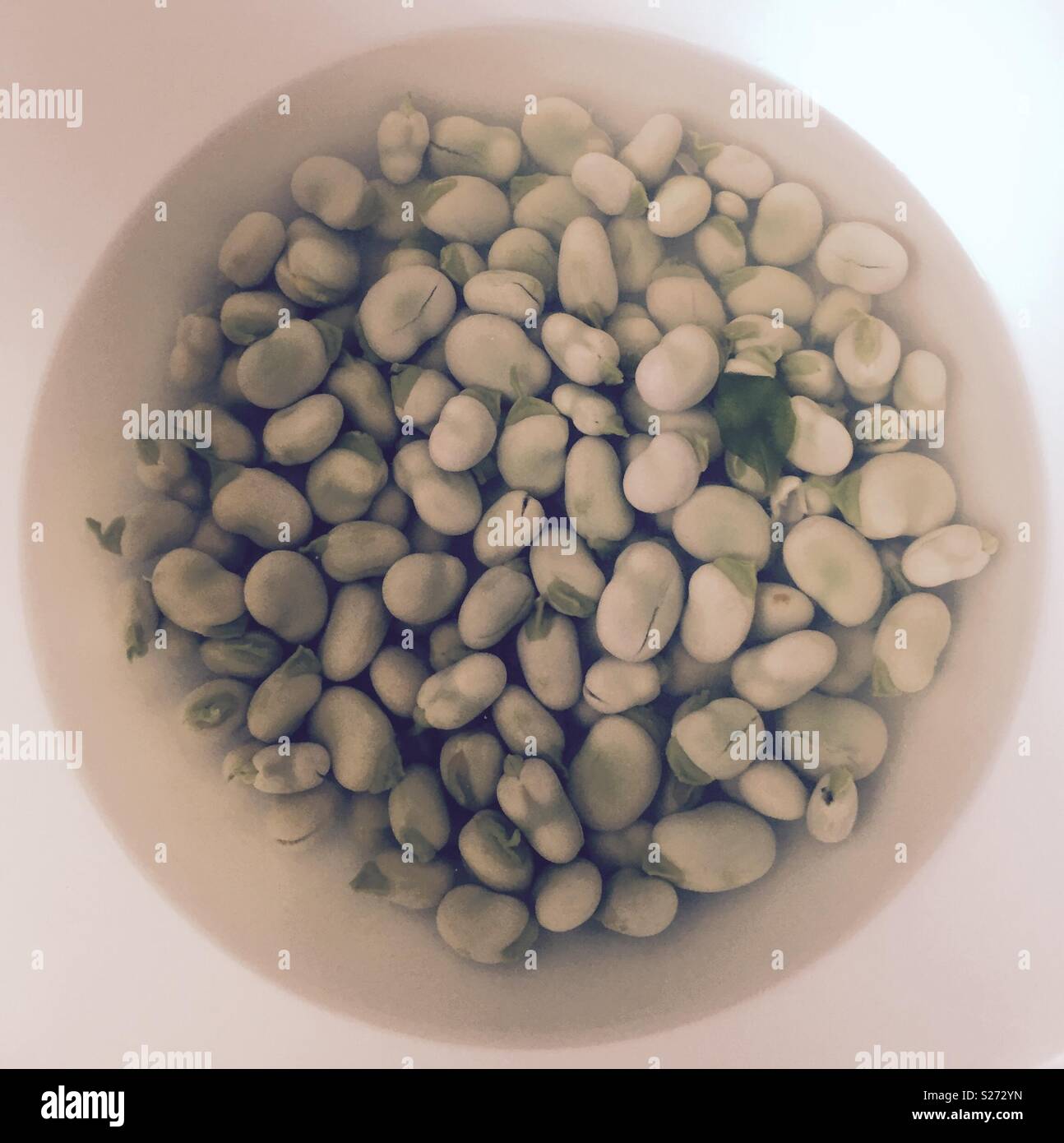 Shelling broad beans - Smartphone Captured Stock Image