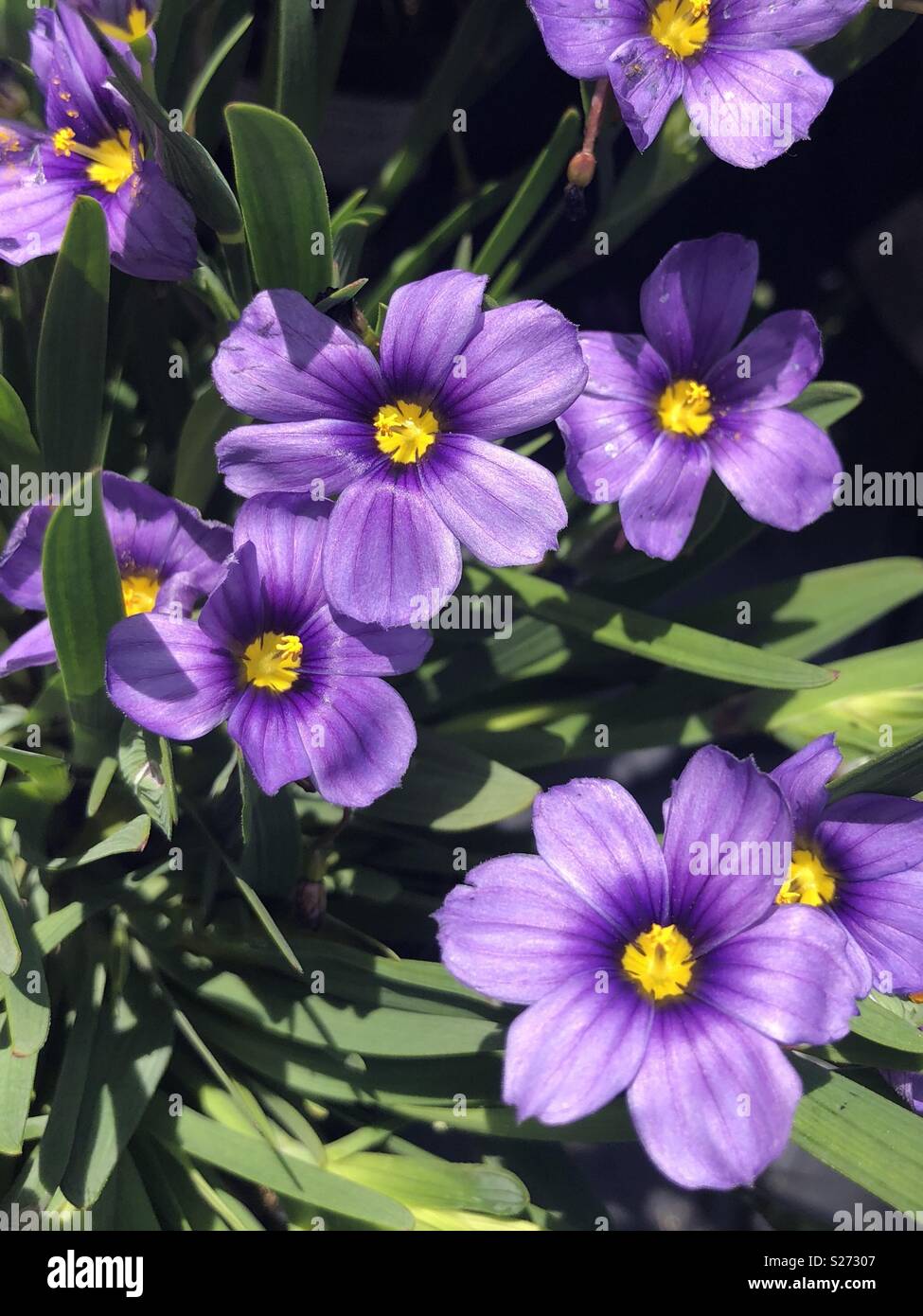 Sisyrinchium rocky point purple flowers Stock Photo