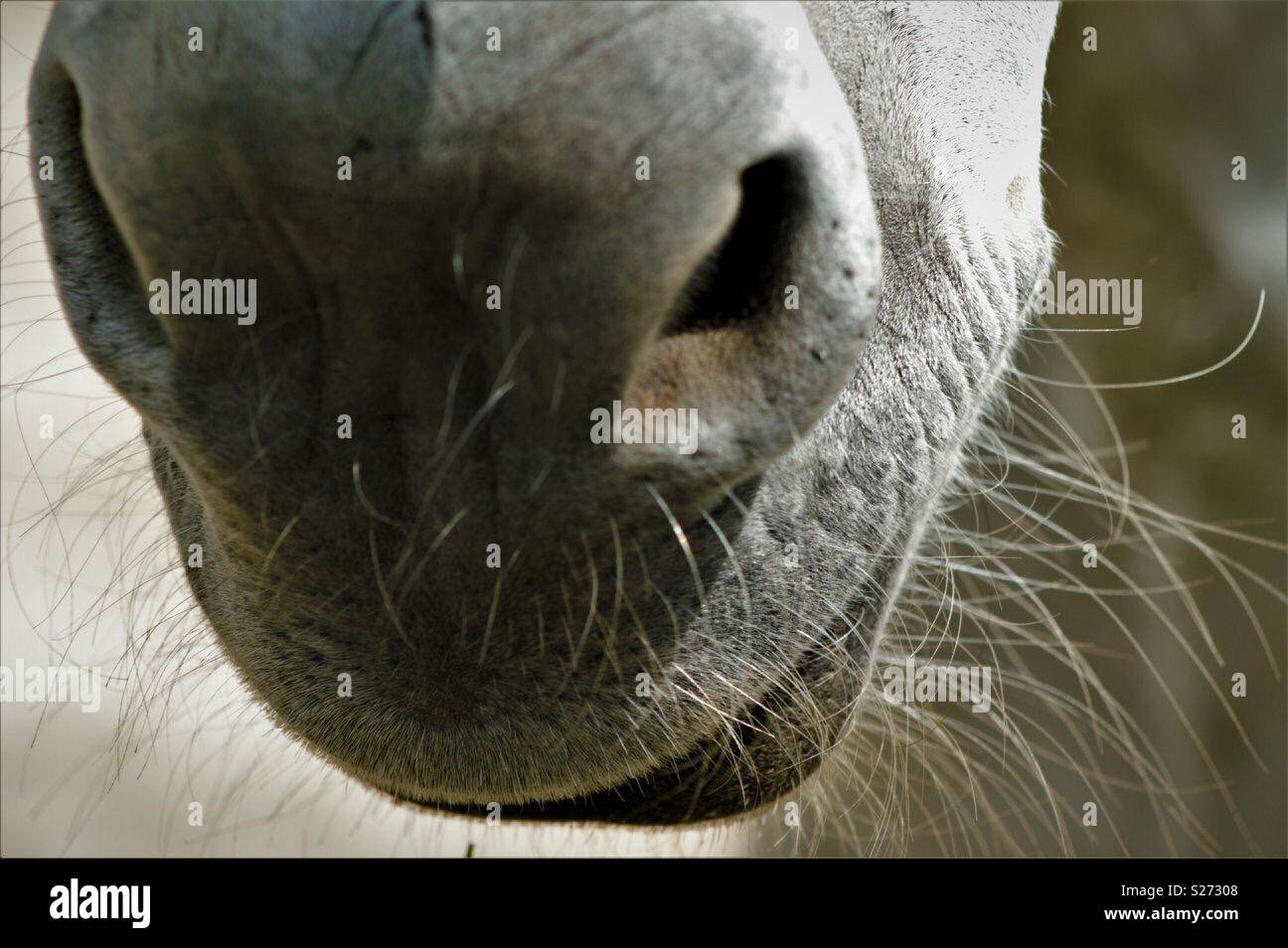 Horses nose and mouth Stock Photo Alamy
