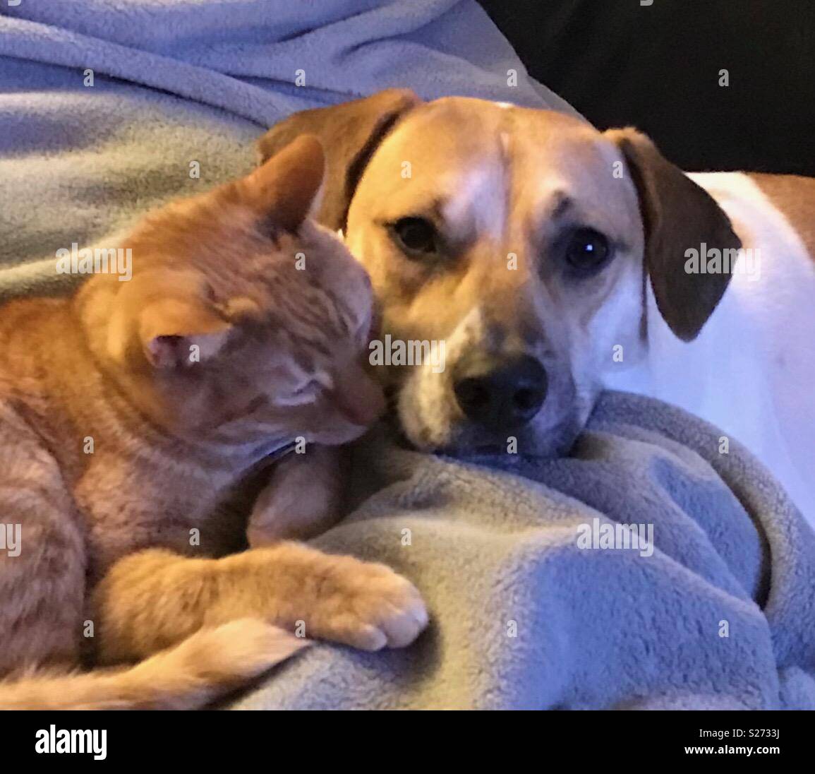 Jack Russell Terrier mix and his kitty brother cuddle on the couch. Stock Photo