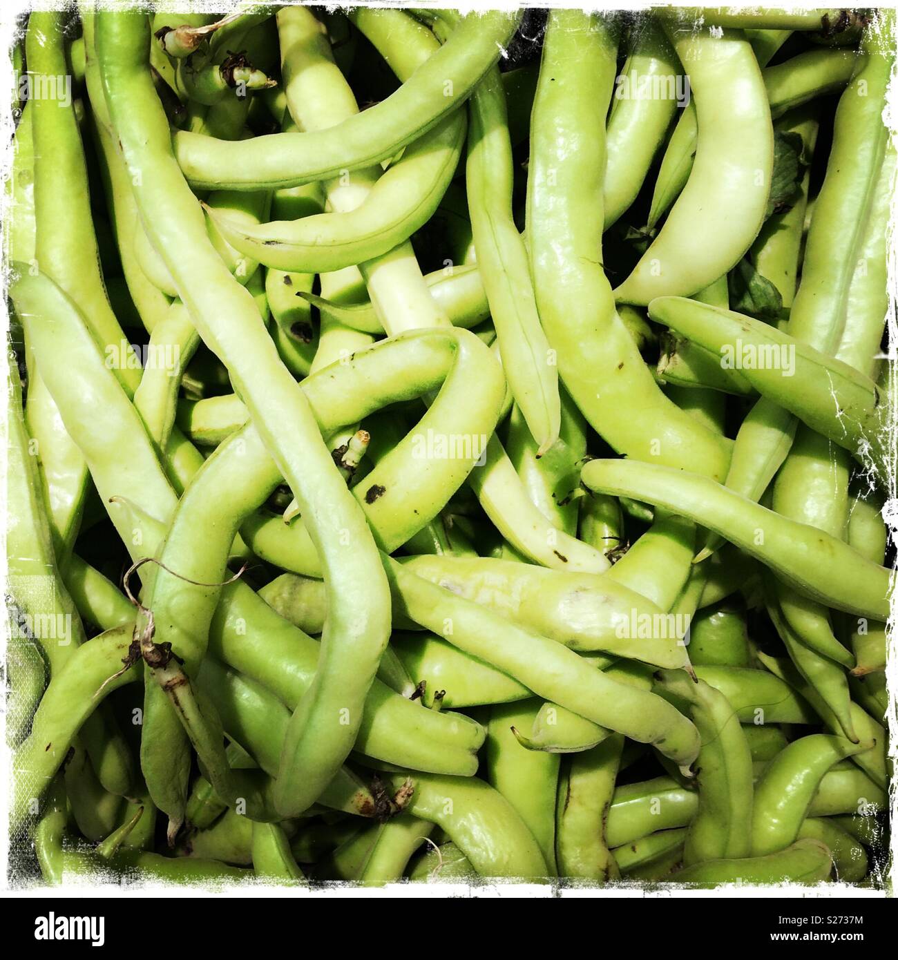 Broad beans for sale Stock Photo Alamy