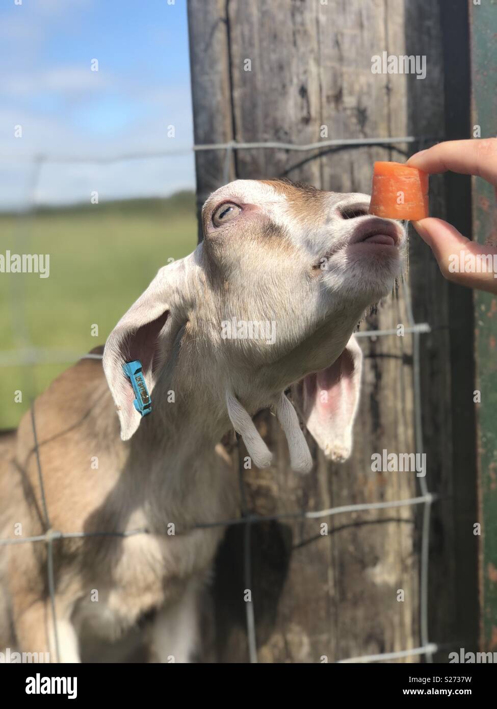 Goat Eating Carrot Stock Photo Alamy