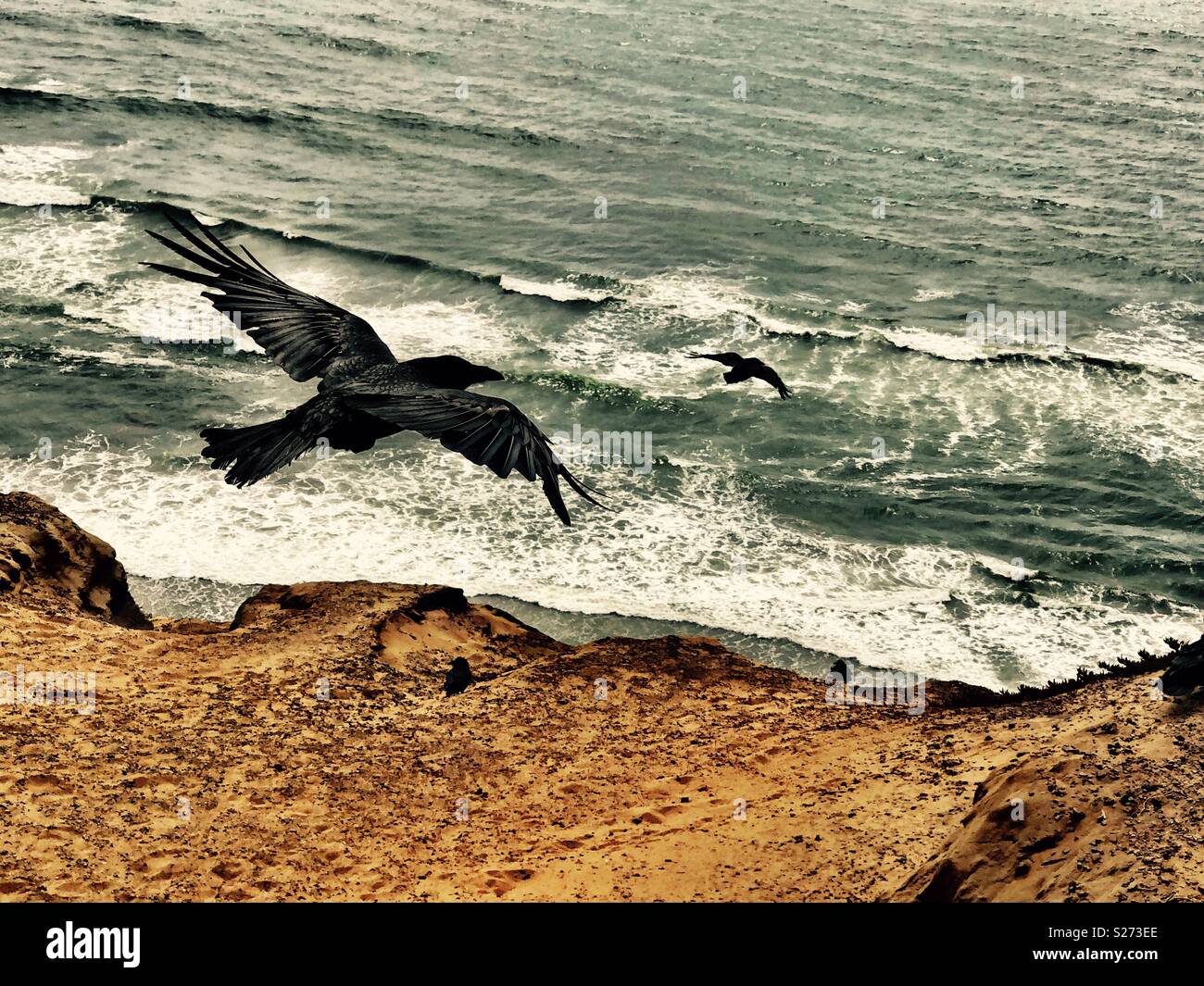Ravens swoop off updrafts tumbling toward the tumultuous waves below. - Smartphone Captured Stock Image