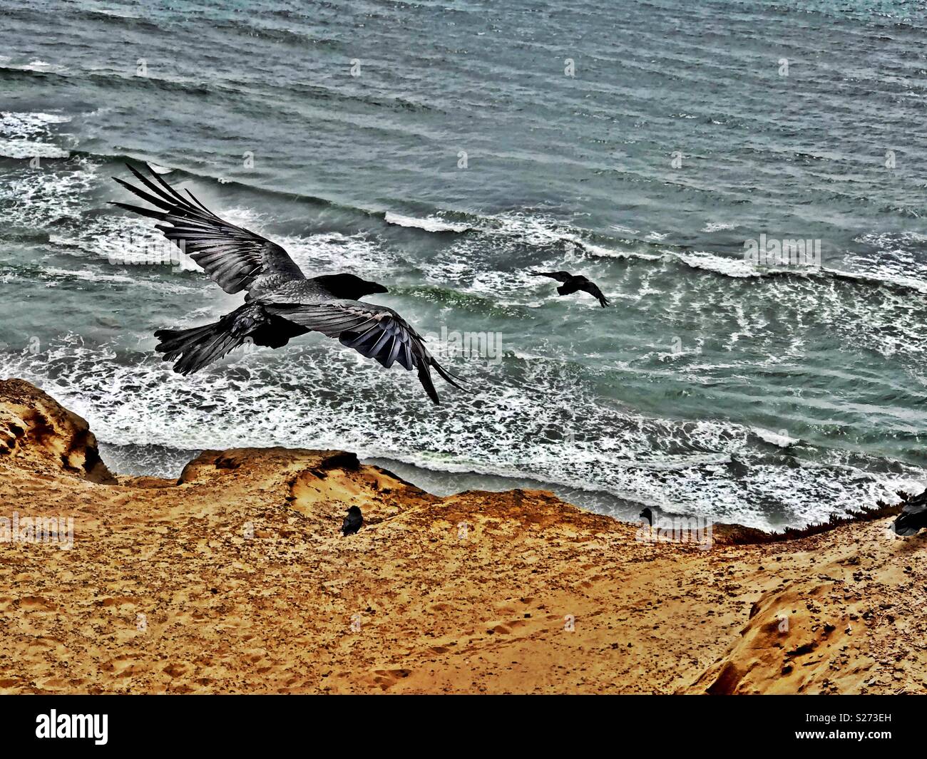 Coastal California ravens swoop effortlessly from high atop the sandy cliffs down toward the ocean waves below. - Smartphone Captured Stock Image