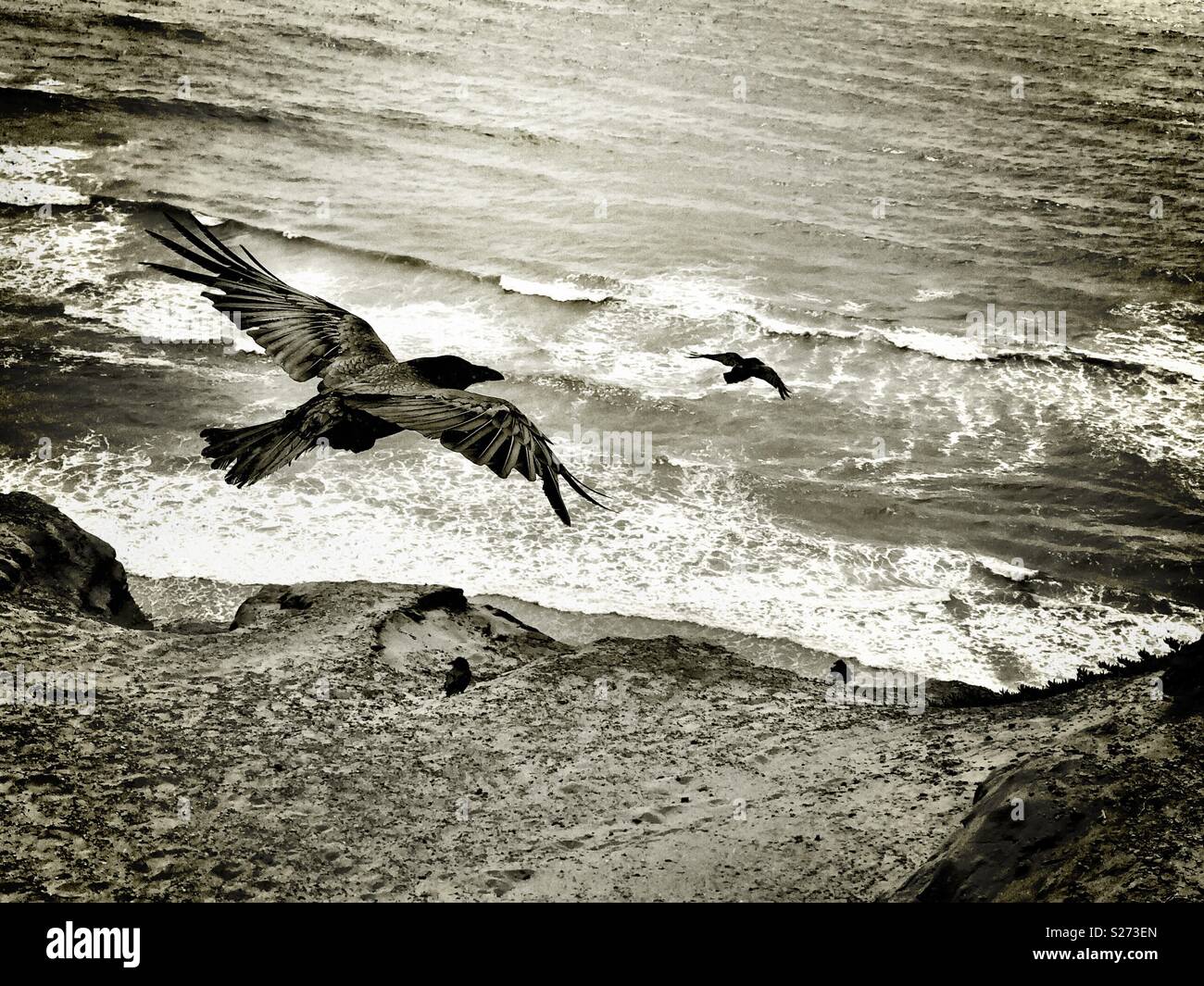 California coastal ravens swoop silently toward the tumultuous ocean waves below. - Smartphone Captured Stock Image