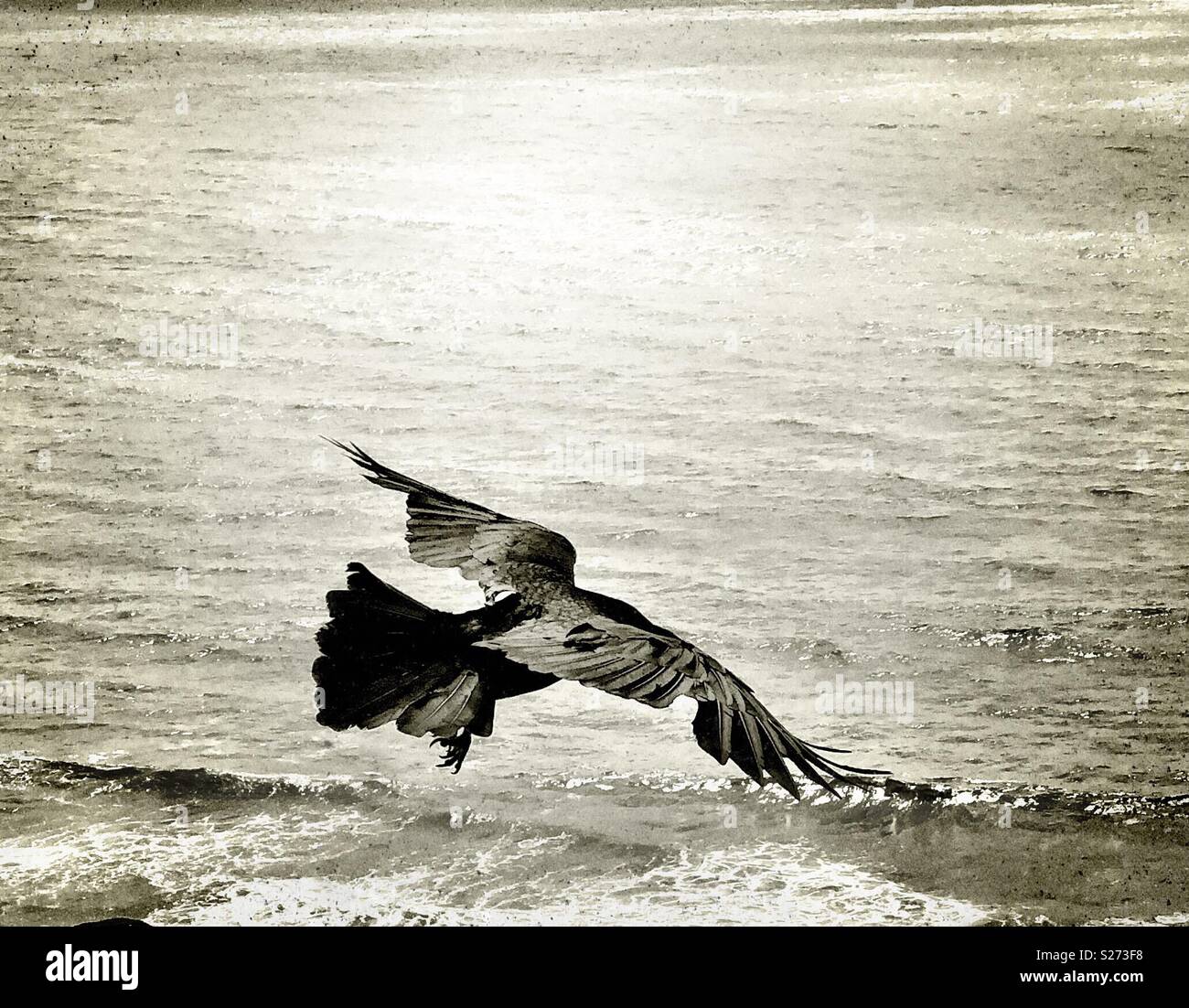 Graceful shorebird rides the airwaves - Smartphone Captured Stock Image