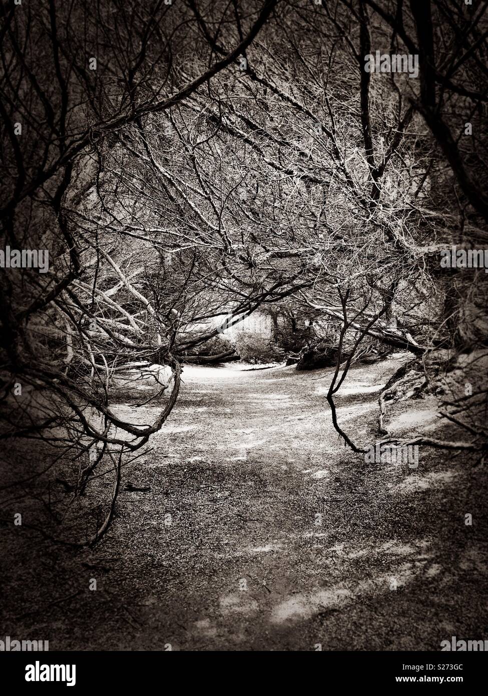 Eerie tunnel on a foreboding path undoubtedly in the vicinity of the wicked witch’s cottage - Smartphone Captured Stock Image